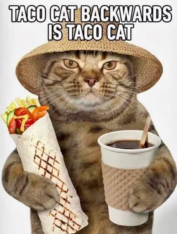 Cats being their hilariously funny selves - #1 