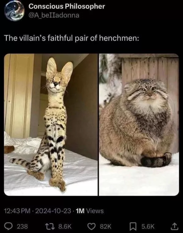 Cats being their hilariously funny selves - #10 