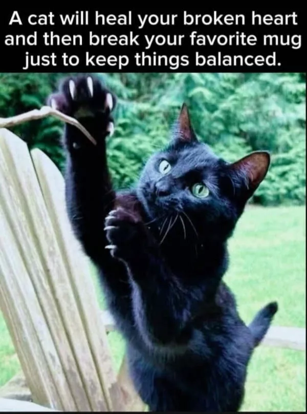 Cats being their hilariously funny selves - #11 