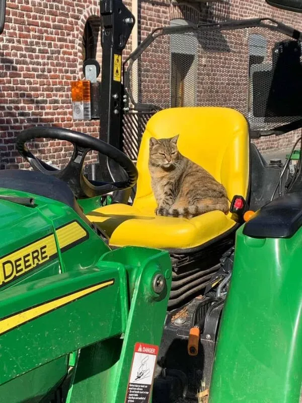 Cats being their hilariously funny selves - #12 