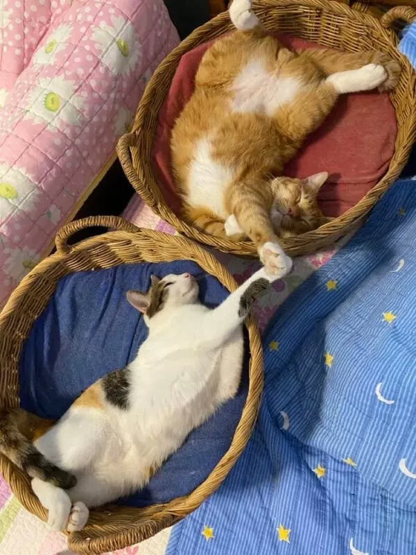 Cats being their hilariously funny selves - #14 