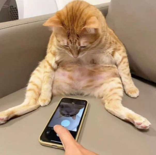 Cats being their hilariously funny selves - #15 