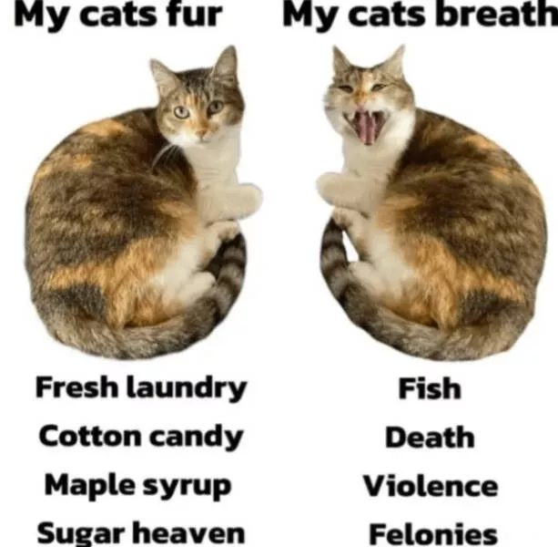 Cats being their hilariously funny selves - #16 