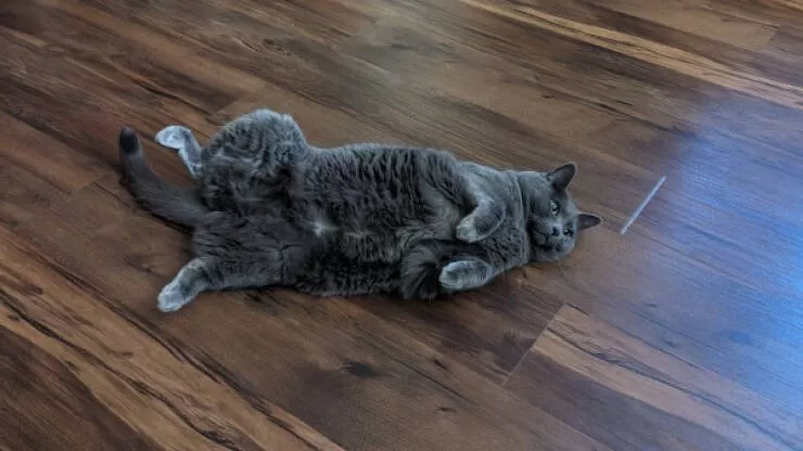 Cats being their hilariously funny selves - #17 
