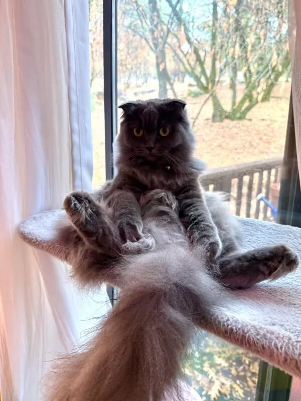 Cats being their hilariously funny selves - #18 