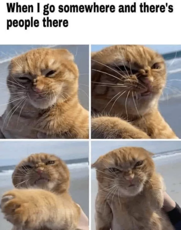 Cats being their hilariously funny selves - #19 