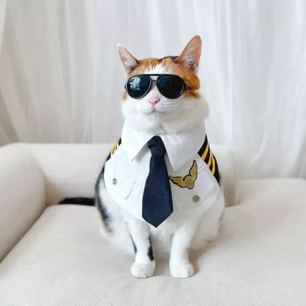 Cats being their hilariously funny selves - #2 