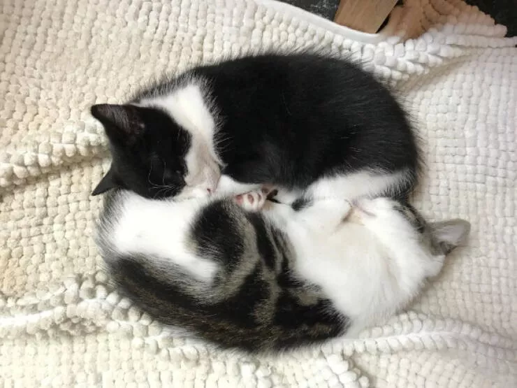 Cats being their hilariously funny selves - #20 