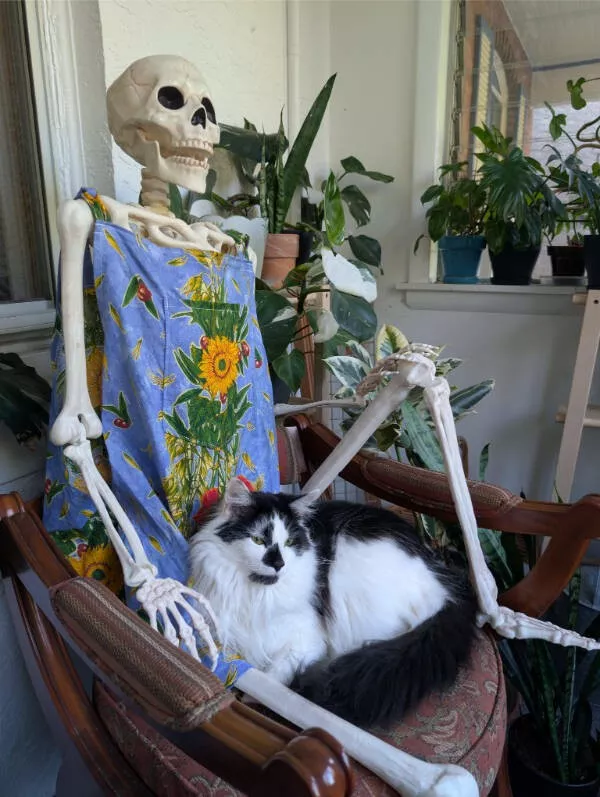 Cats being their hilariously funny selves - #22 Cats being their hilariously funny selves - #22