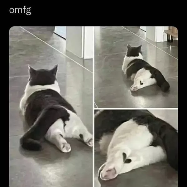 Cats being their hilariously funny selves - #26 Cats being their hilariously funny selves - #26