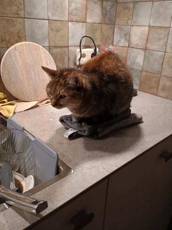 Cats being their hilariously funny selves - #3 