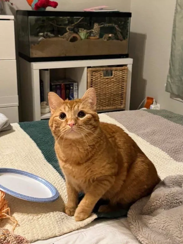 Cats being their hilariously funny selves - #4 