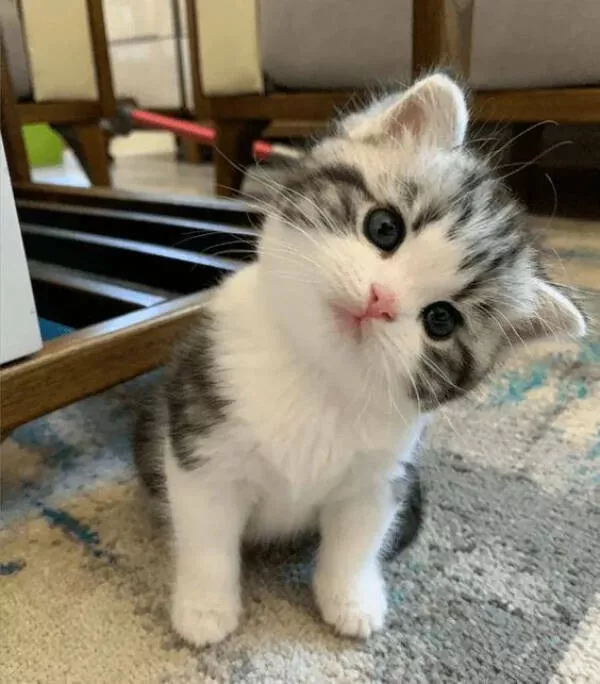 Cats being their hilariously funny selves - #5 