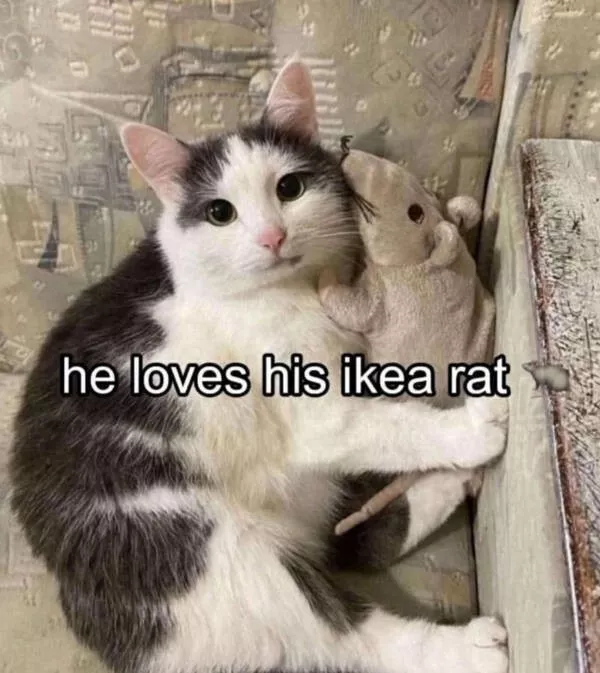 Cats being their hilariously funny selves - #6 