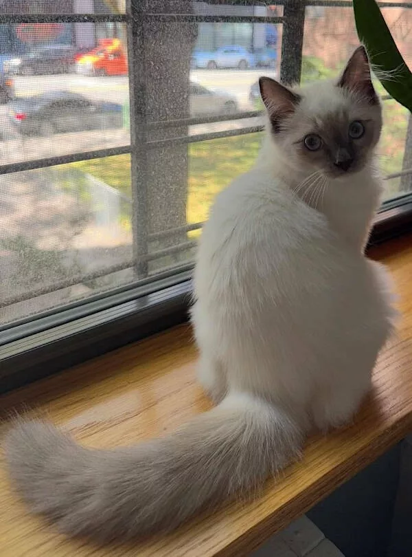 Cats being their hilariously funny selves - #7 