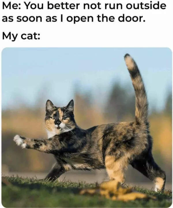 Cats being their hilariously funny selves - #8 