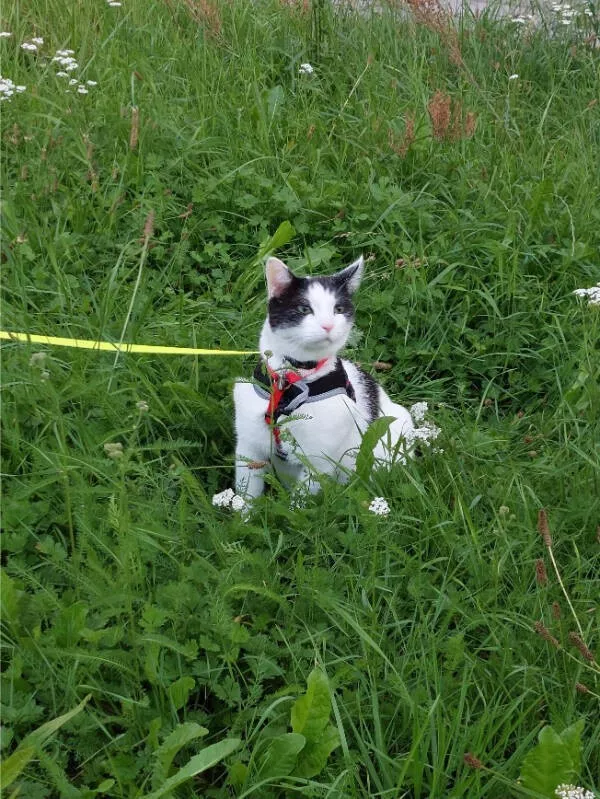 Cats being their hilariously funny selves - #9 