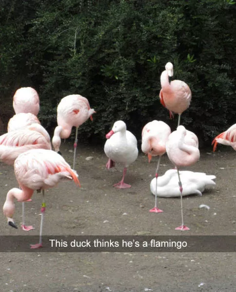 Top 93 funniest snapchat moments - #16 