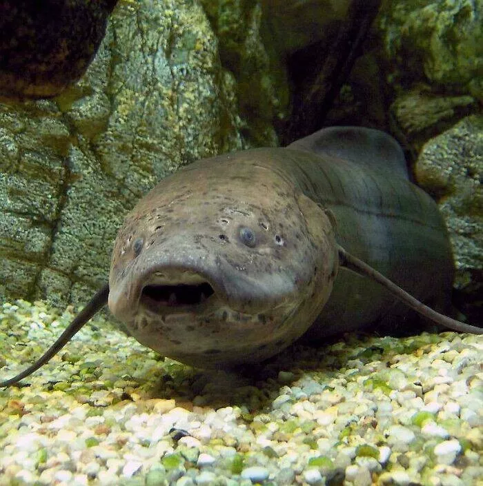 Photos and facts that change your perspective - #10 The lungfish can survive three years without food or water Photos and facts that change your perspective - #10 The lungfish can survive three years without food or water