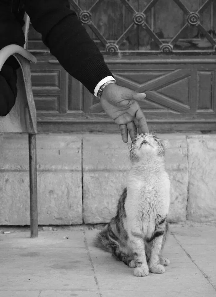 Best of pure street photography awards 2025 - #1 Finalist Content Cat by Inga Englund, Sweden