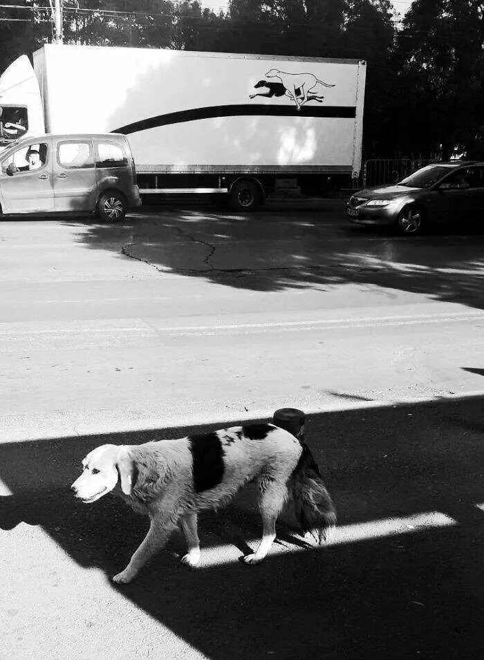 Le meilleur de la photographie de rue 2025 - #28 Finaliste : Jumeaux sur la route ! par Vesela Stankova, Bulgarie Le meilleur de la photographie de rue 2025 - #28 Finaliste : Jumeaux sur la route ! par Vesela Stankova, Bulgarie