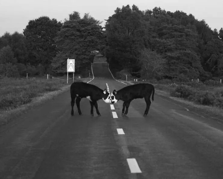 Le meilleur de la photographie de rue 2025 - #5 1er prix : Réunion au centre par Cazerella Tavs, Royaume-Uni