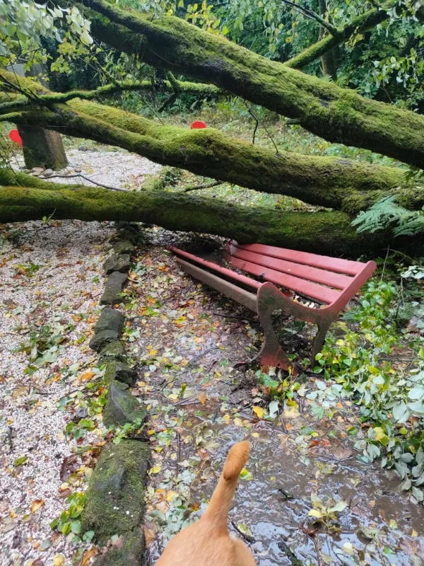 Mildly satisfying mildly awesome moments - #13 Storm damage: Tree fell but the bench didn't break
