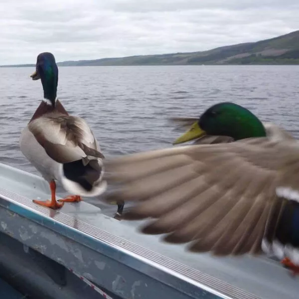 Ces petits moments de perfection et de plaisir - #20 Un canard fait irruption dans ma photo d'un autre canard