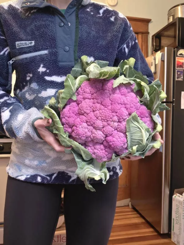 Mildly satisfying mildly awesome moments - #21 My local farm had some giant purple cauliflowers today Mildly satisfying mildly awesome moments - #21 My local farm had some giant purple cauliflowers today