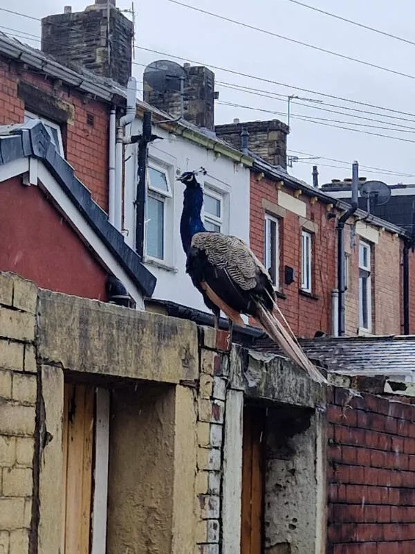 Ces petits moments de perfection et de plaisir - #25 J'ai vu cet oiseau tranquillement assis dans une ruelle Ces petits moments de perfection et de plaisir - #25 J'ai vu cet oiseau tranquillement assis dans une ruelle