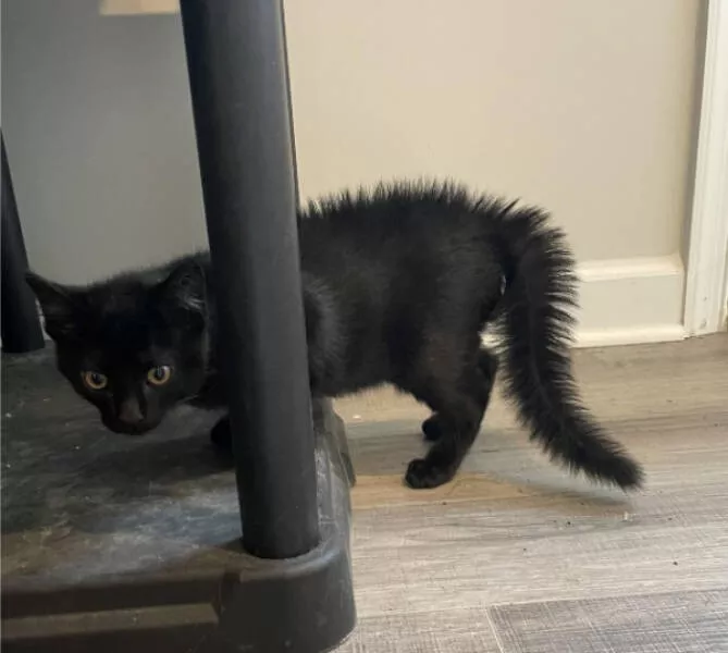 Mildly satisfying mildly awesome moments - #4 You can see my cat's tail bone when she's spooked