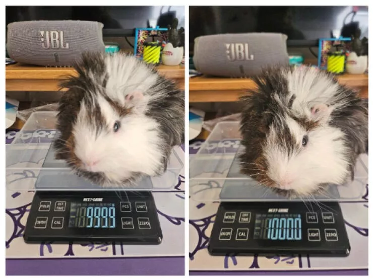 Ces petits moments de perfection et de plaisir - #6 Mon cochon d'Inde pèse exactement un kilogramme
