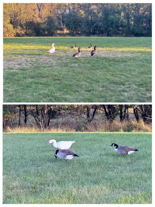 Mildly satisfying mildly awesome moments - #8 A domestic goose adopted by a flock of Canada geese