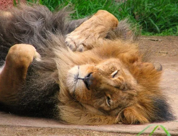 Faits inutiles a connaitre et a oublier - #1 Les lions peuvent dormir jusqu'à 21 heures par jour Faits inutiles a connaitre et a oublier - #1 Les lions peuvent dormir jusqu'à 21 heures par jour