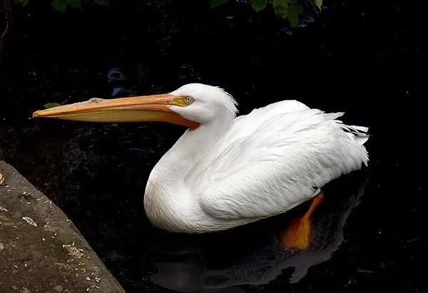 Faits inutiles a connaitre et a oublier - #16 Le pélican blanc peut contenir 11 litres d'eau dans son bec Faits inutiles a connaitre et a oublier - #16 Le pélican blanc peut contenir 11 litres d'eau dans son bec
