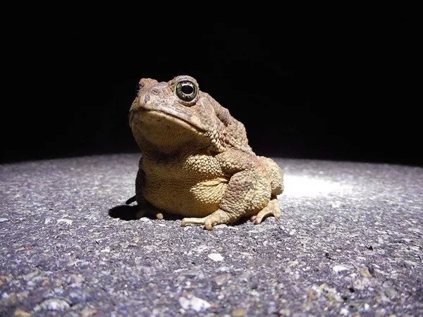Useless facts youll definitely forget - #18 Only male toads make loud croaking sounds