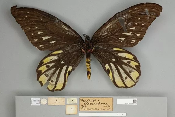 Faits inutiles a connaitre et a oublier - #3 Le papillon Queen Alexandra a une envergure de 25 cm Faits inutiles a connaitre et a oublier - #3 Le papillon Queen Alexandra a une envergure de 25 cm