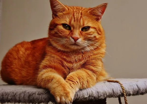 Faits inutiles a connaitre et a oublier - #4 Environ 80 % des chats roux sont des mâles Faits inutiles a connaitre et a oublier - #4 Environ 80 % des chats roux sont des mâles