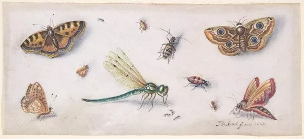 Faits inutiles a connaitre et a oublier - #5 Il existe plus d'un million d'espèces d'insectes sur la planète Faits inutiles a connaitre et a oublier - #5 Il existe plus d'un million d'espèces d'insectes sur la planète