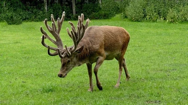 Faits inutiles a connaitre et a oublier - #7 Les cerfs mâles perdent leurs bois chaque année Faits inutiles a connaitre et a oublier - #7 Les cerfs mâles perdent leurs bois chaque année