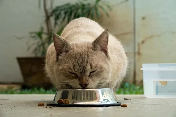 Faits inutiles a connaitre et a oublier - #8 Les chats ne peuvent pas goûter le sucré Faits inutiles a connaitre et a oublier - #8 Les chats ne peuvent pas goûter le sucré