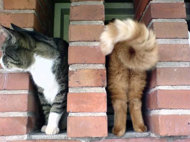 Perfectly timed pictures - #25 
