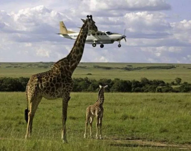 Perfectly timed pictures - #28 