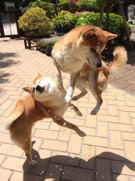 Perfectly timed pictures - #45 