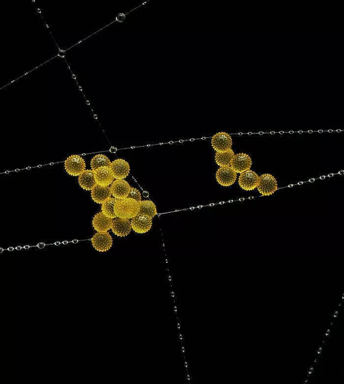Explore the nikon small world micro photos - #1 3rd Place: John-Oliver Dum, Bendorf, Germany Explore the nikon small world micro photos - #1 3rd Place: John-Oliver Dum, Bendorf, Germany