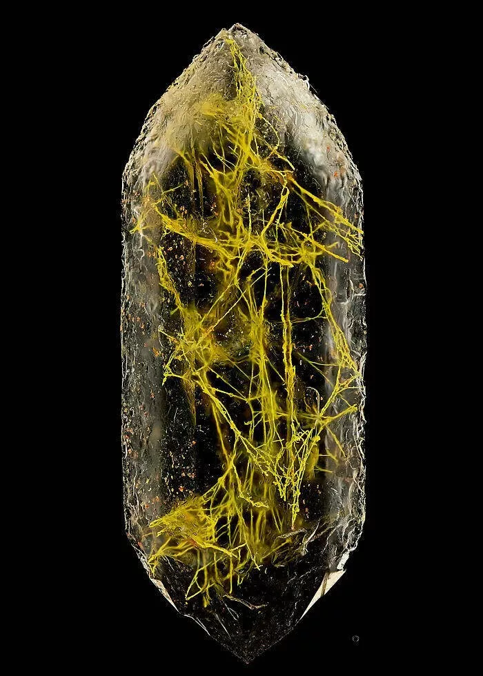 Explore the nikon small world micro photos - #11 14th Place: Manfred Heising, Münster, Germany Explore the nikon small world micro photos - #11 14th Place: Manfred Heising, Münster, Germany