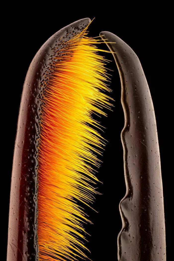 Explore the nikon small world micro photos - #12 Honorable Mention: Michael Parra Puentes, Bogotá, Colombia Explore the nikon small world micro photos - #12 Honorable Mention: Michael Parra Puentes, Bogotá, Colombia