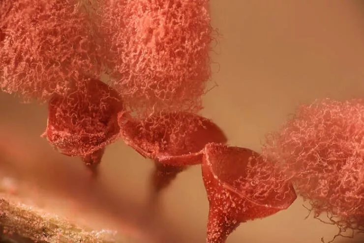 Explore the nikon small world micro photos - #14 13th Place: Henri Koskinen, Helsinki, Finland Explore the nikon small world micro photos - #14 13th Place: Henri Koskinen, Helsinki, Finland