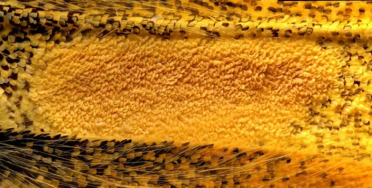 Explore the nikon small world micro photos - #16 Image Of Distinction: Daniel Evrard, Aywaille, Belgium Explore the nikon small world micro photos - #16 Image Of Distinction: Daniel Evrard, Aywaille, Belgium