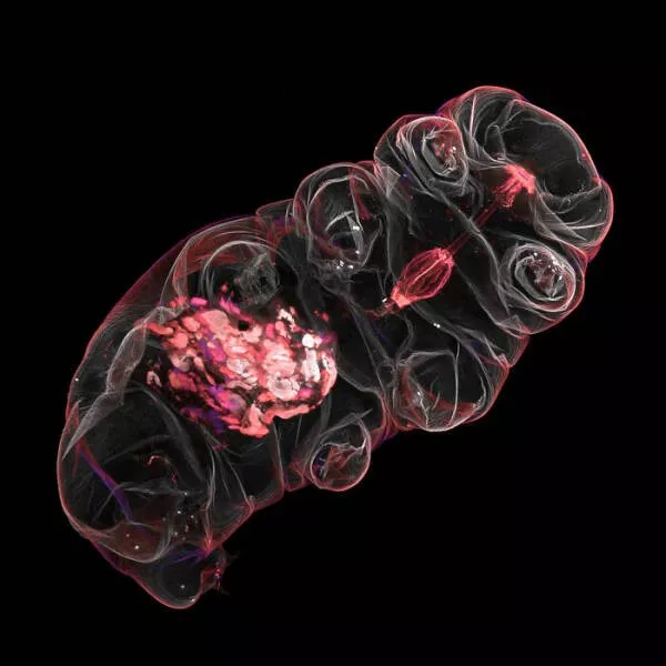 Explore the nikon small world micro photos - #18 Image Of Distinction: Dr. Gonzalo Quiroga Artigas, Montpellier, France Explore the nikon small world micro photos - #18 Image Of Distinction: Dr. Gonzalo Quiroga Artigas, Montpellier, France